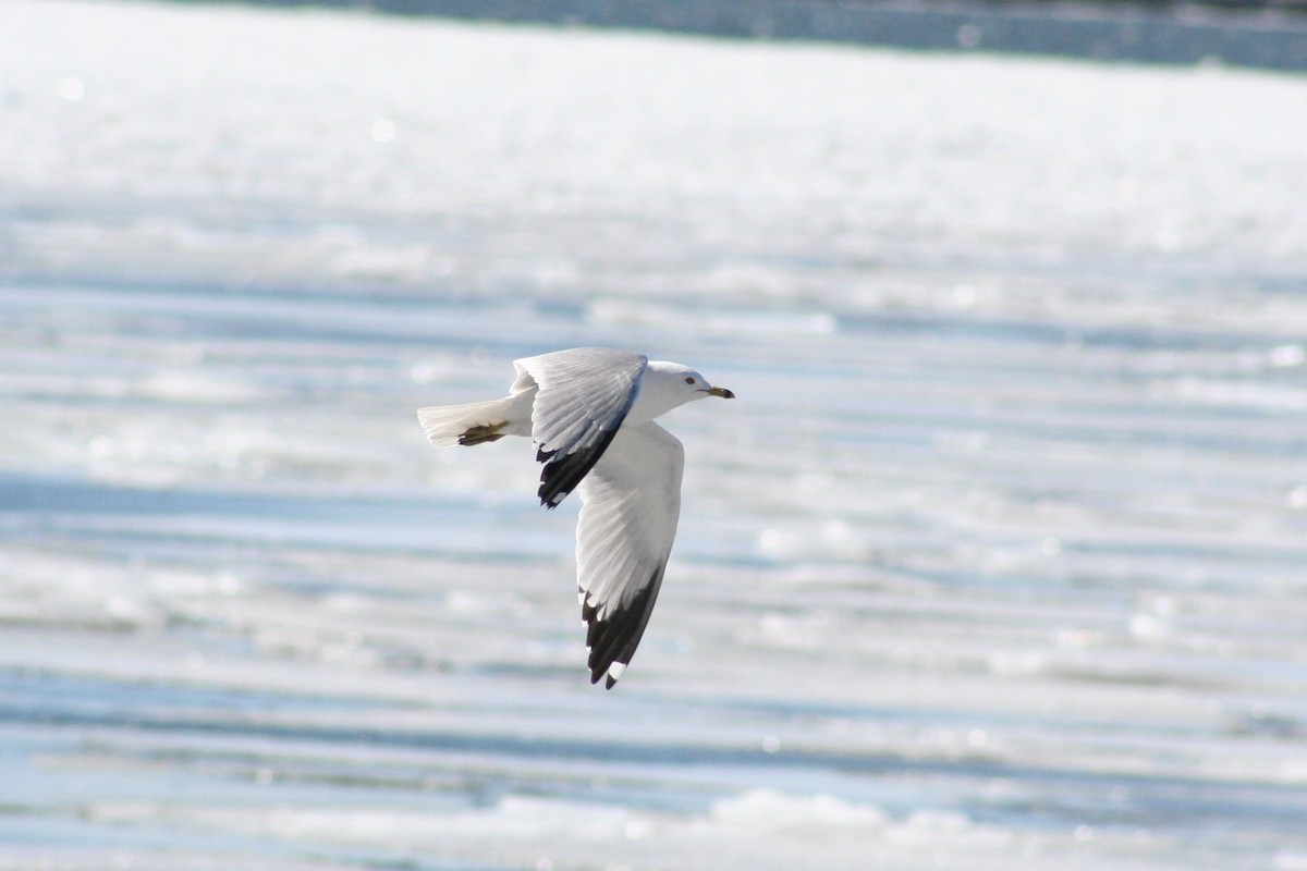 Ring-billed Gull - ML631801583
