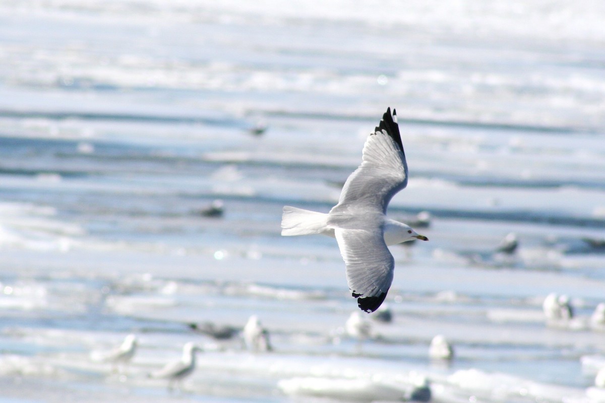 Ring-billed Gull - ML631801588