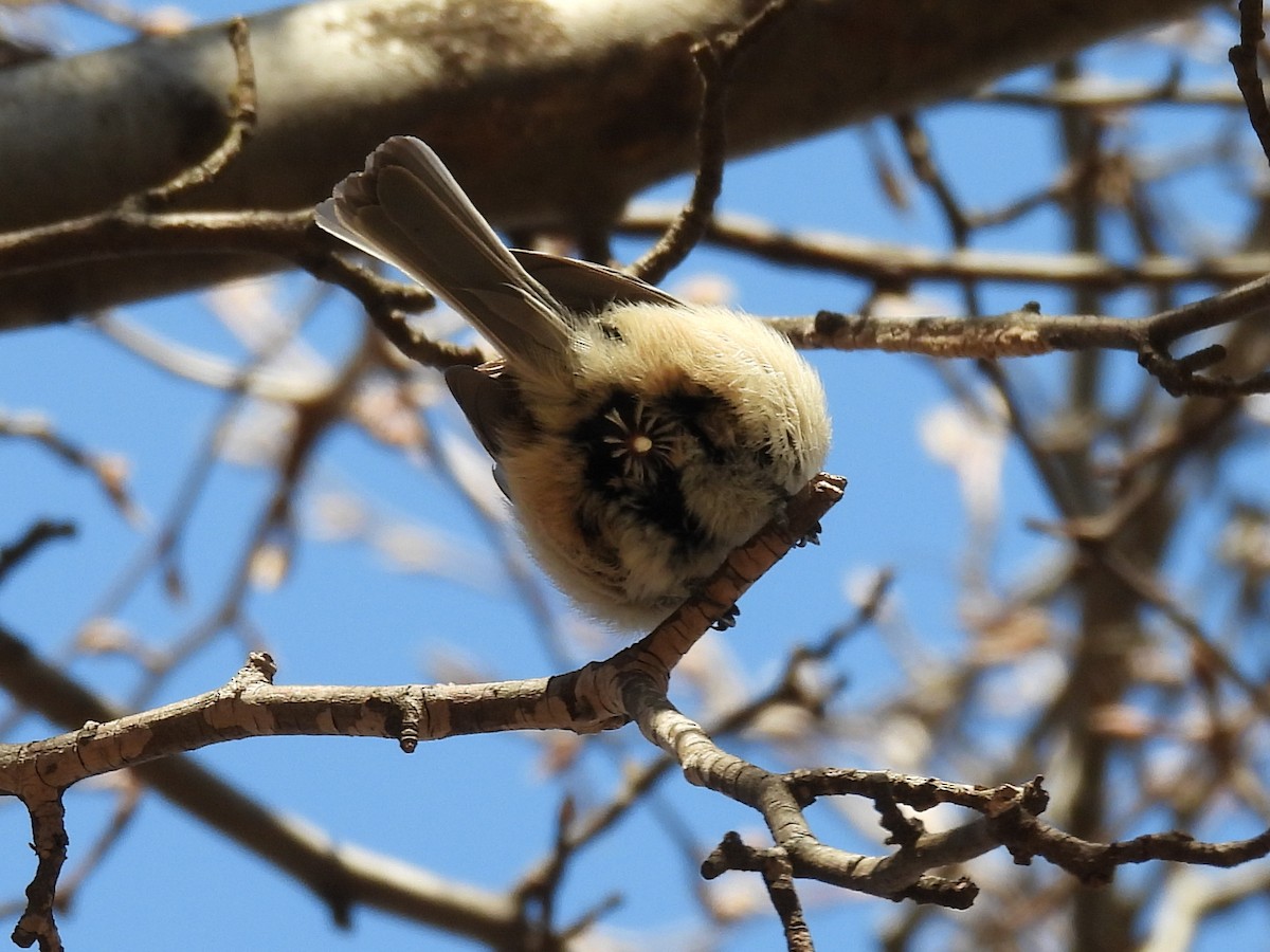 Black-capped Chickadee - ML631801719