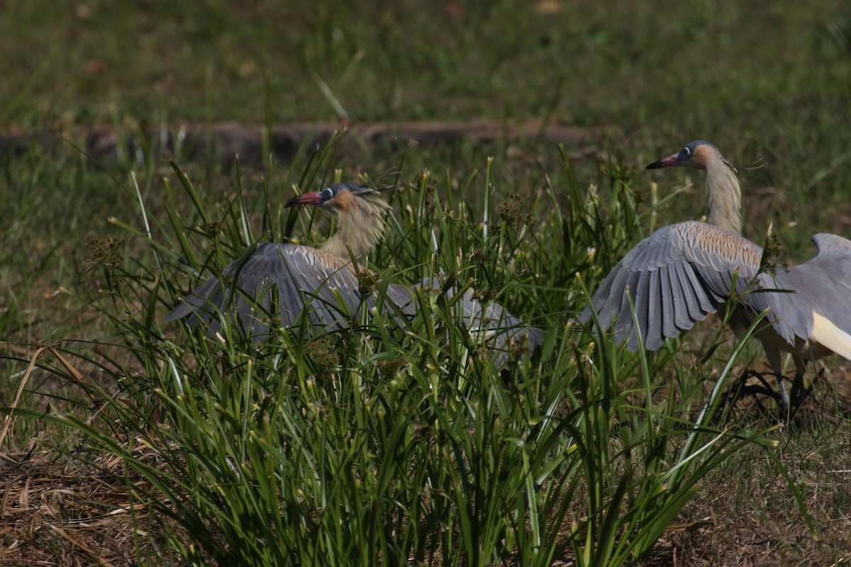Whistling Heron - ML631802004