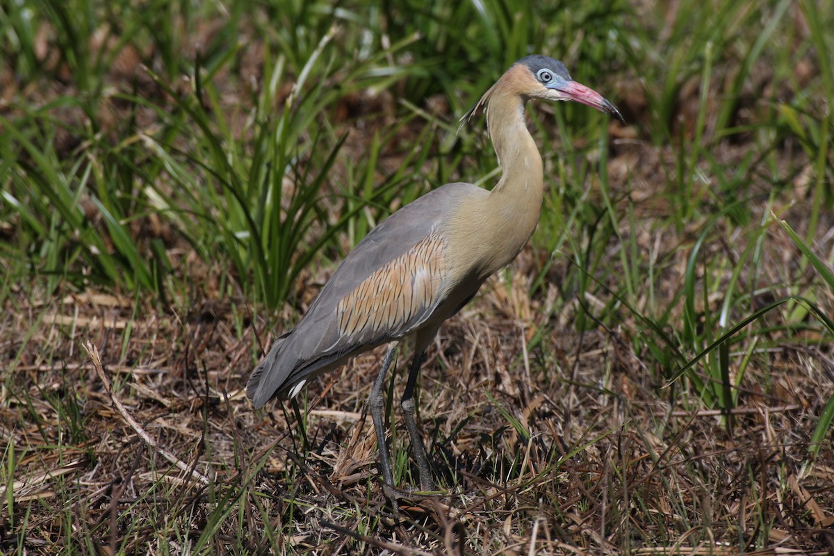 Whistling Heron - ML631802018