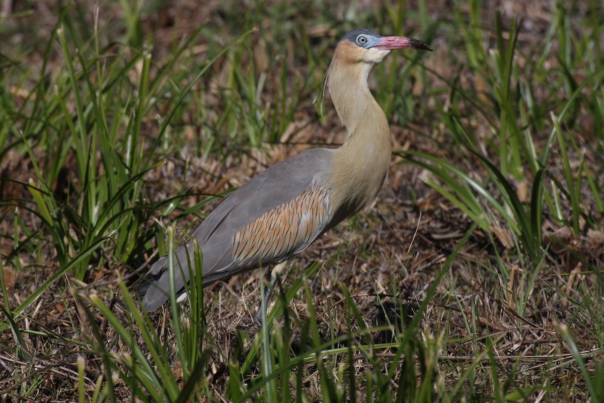 Whistling Heron - ML631802025