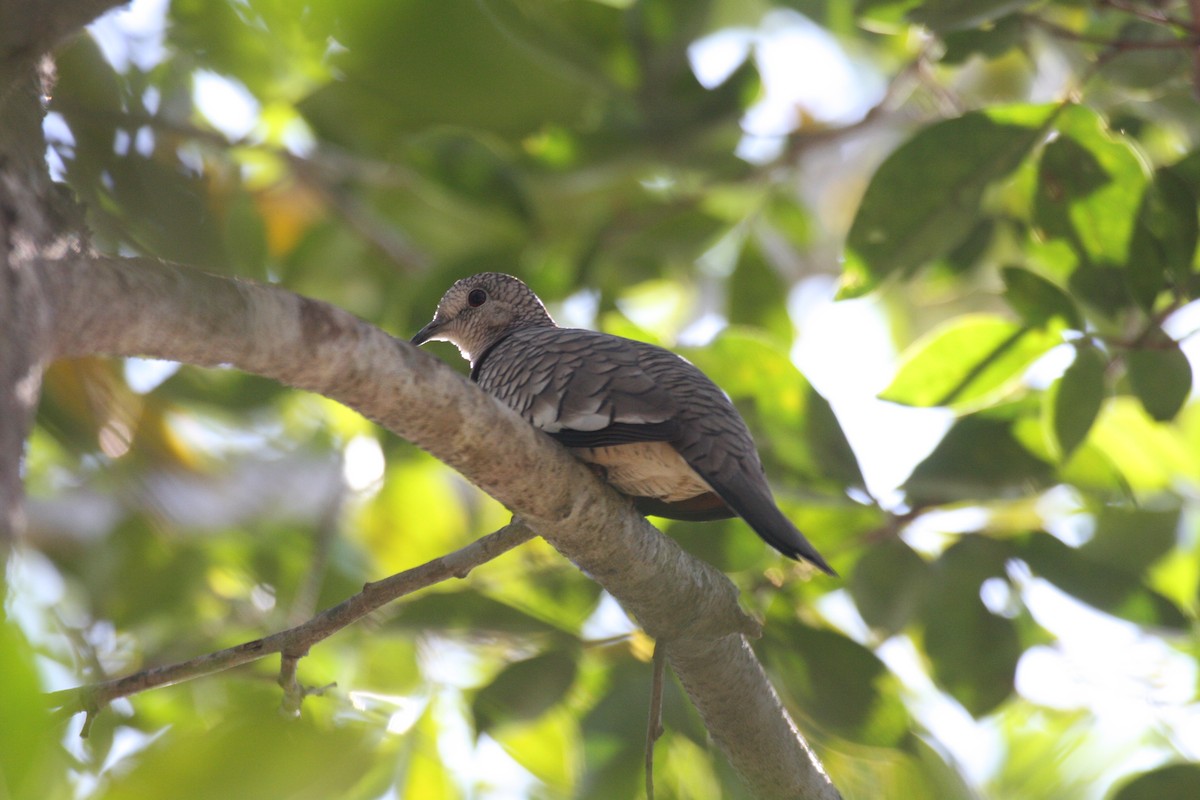 Scaled Dove - ML631802109