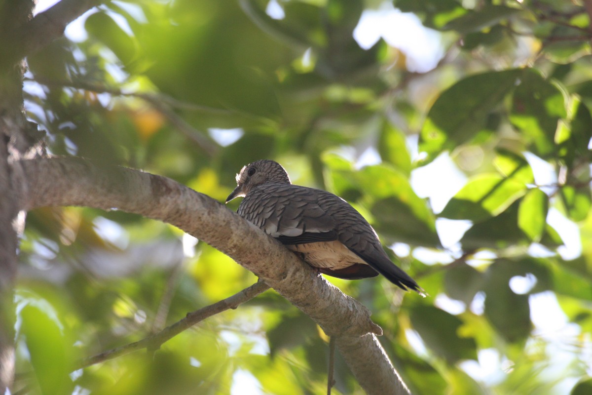 Scaled Dove - ML631802110