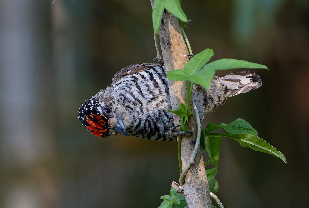 White-barred Piculet (White-barred) - ML631802149