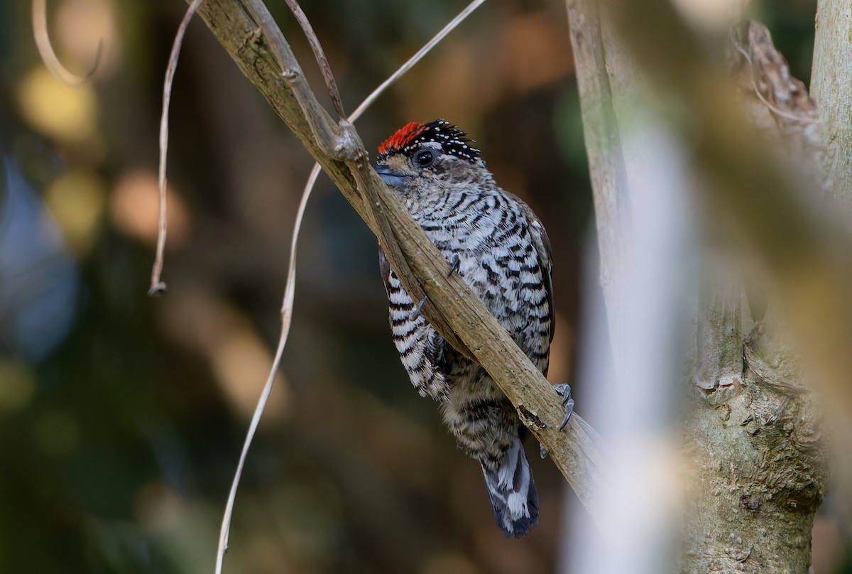 White-barred Piculet (White-barred) - ML631802151