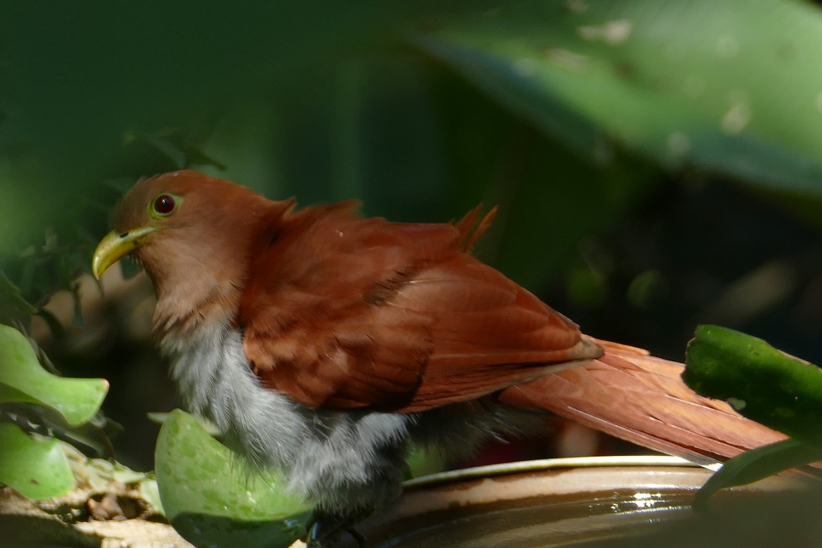 Common Squirrel-Cuckoo - ML631802361