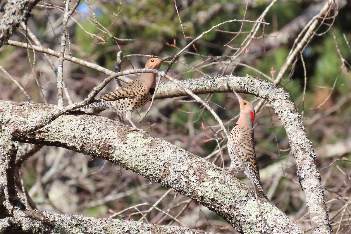 Northern Flicker - ML631802464