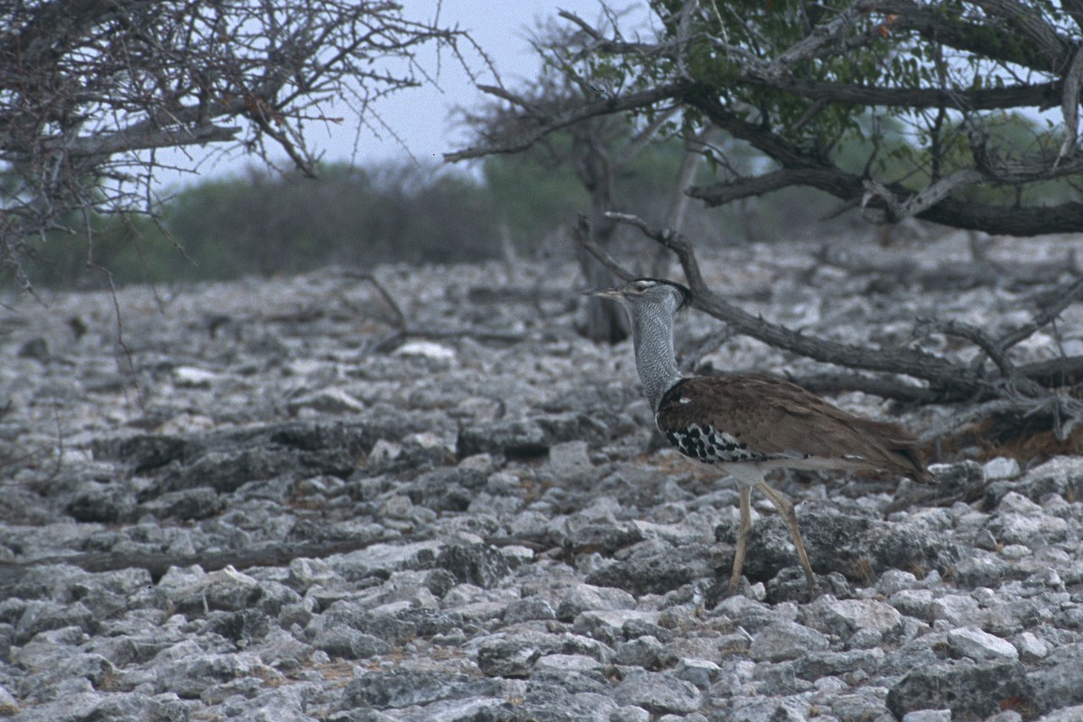 drop kori - ML631802472