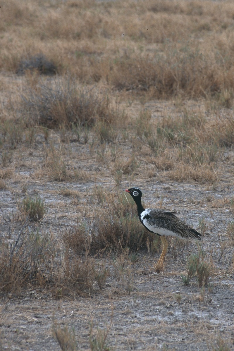 drop šedotemenný - ML631802485