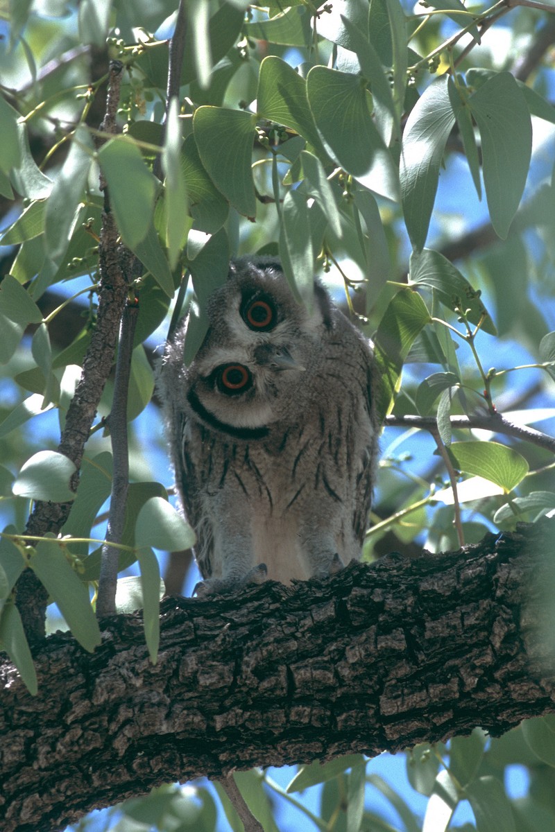 výreček jižní - ML631802508