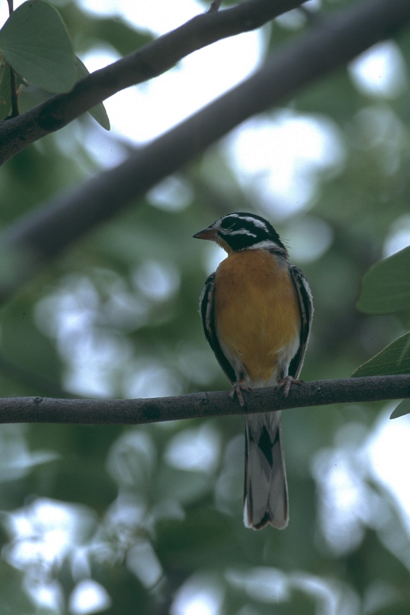 strnad zlatoprsý - ML631802509