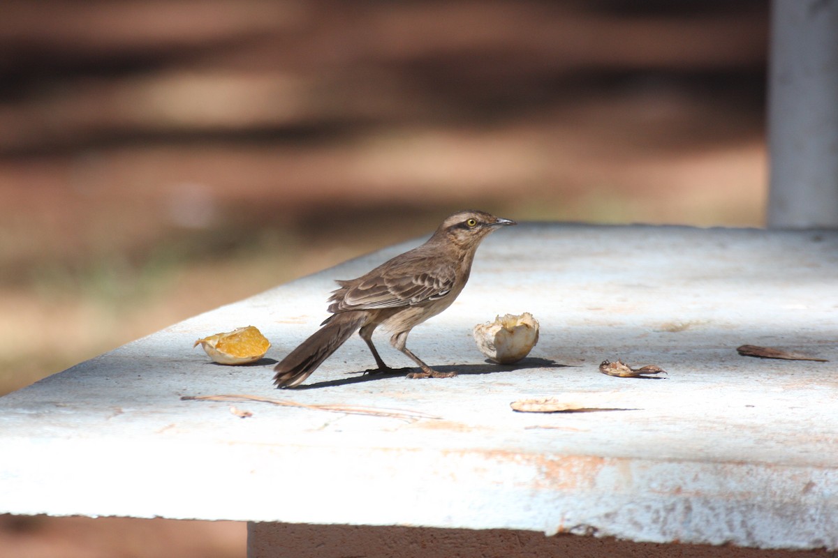 Chalk-browed Mockingbird - ML631802512