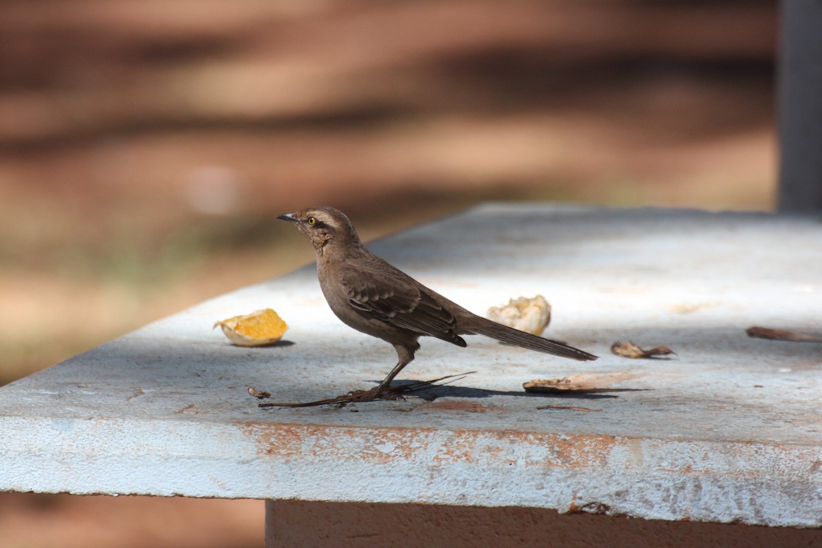 Chalk-browed Mockingbird - ML631802513