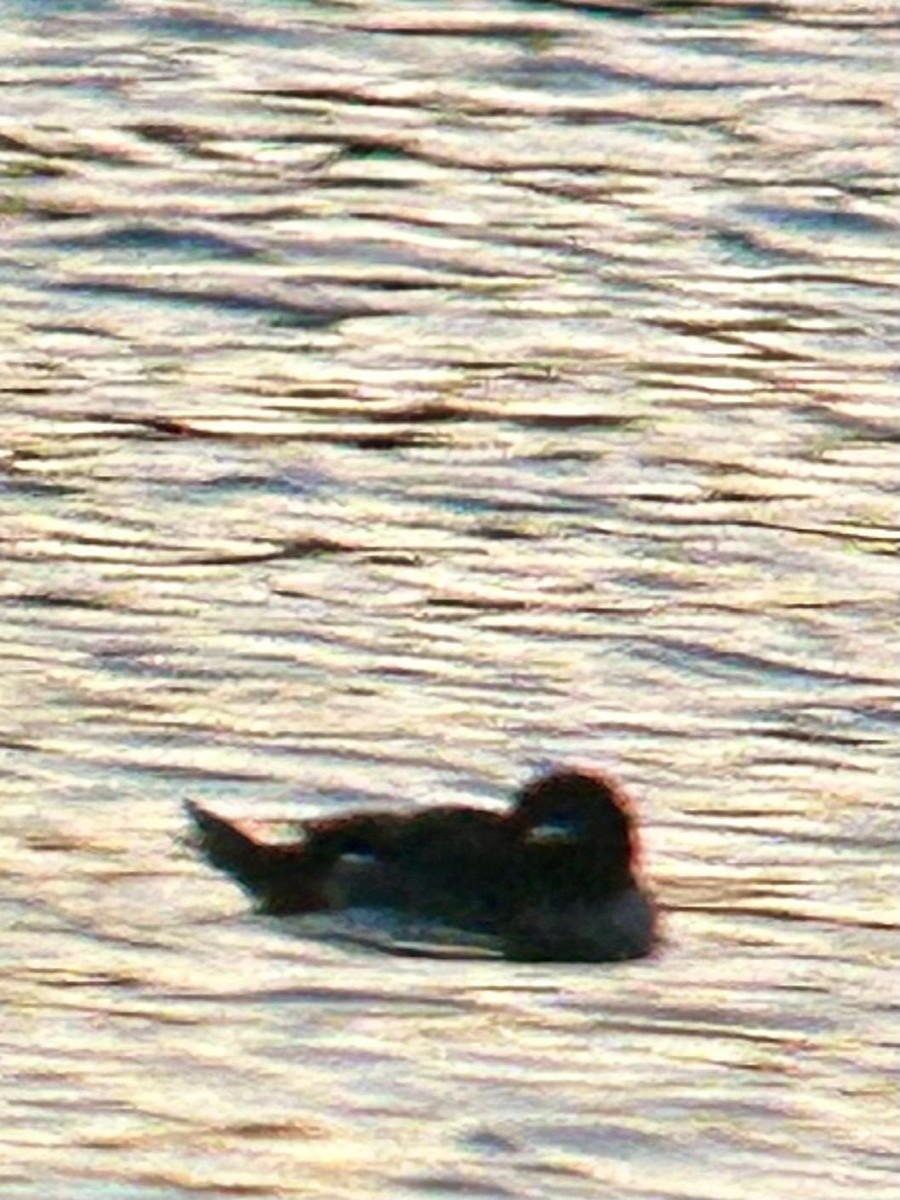Bufflehead - ML631802538