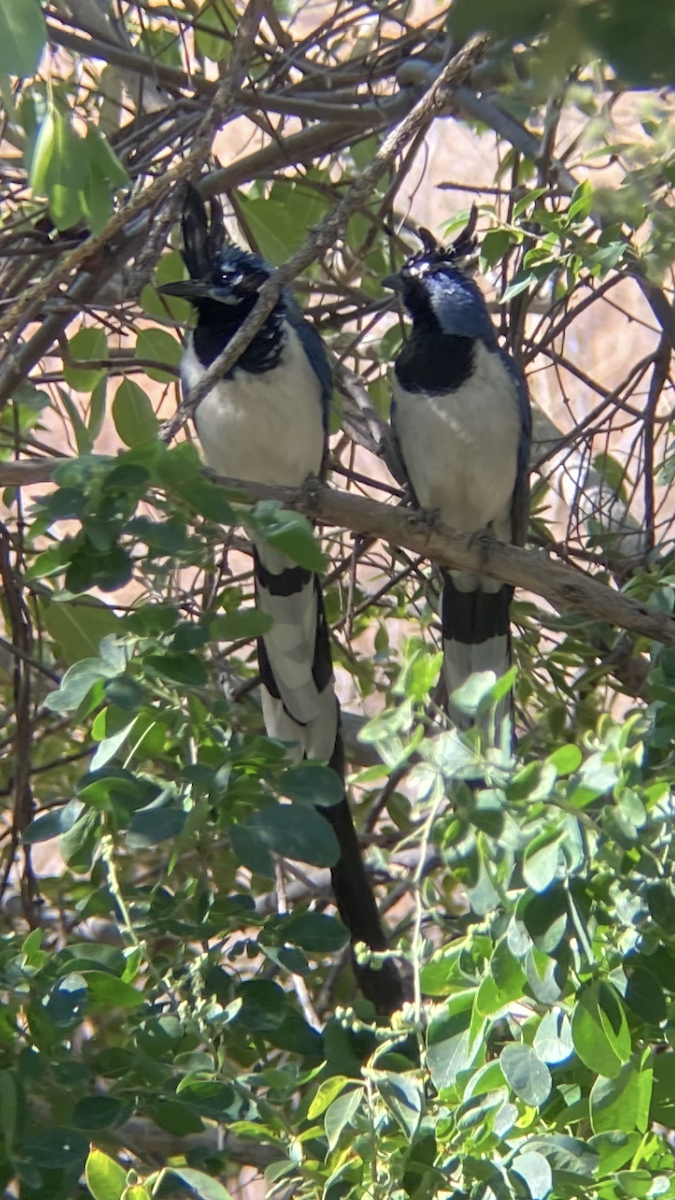 Black-throated Magpie-Jay - ML631802795