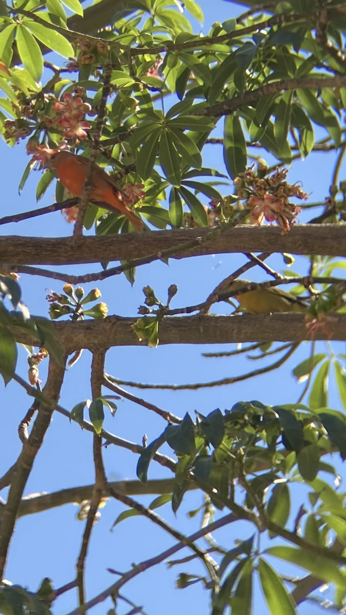 Hepatic Tanager - ML631802798