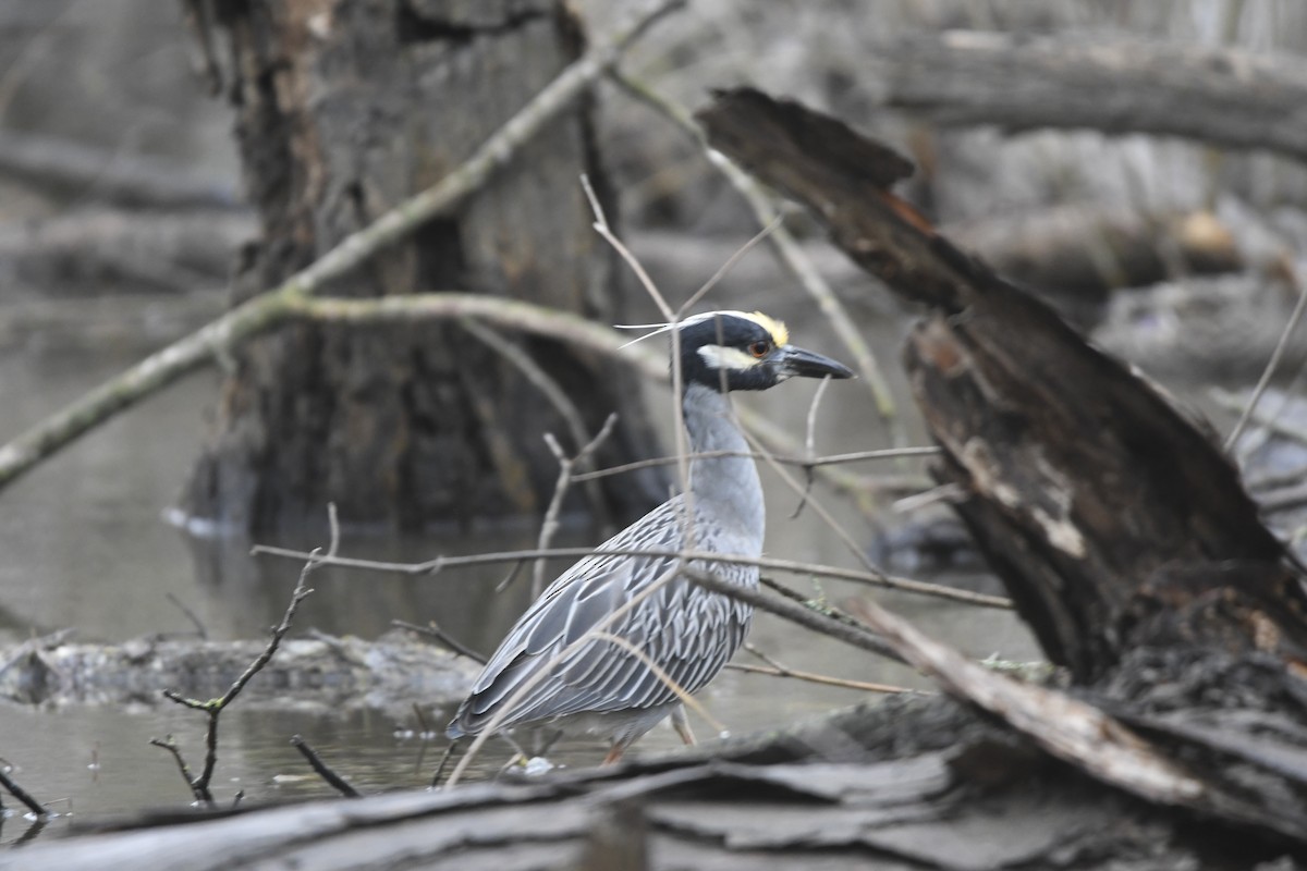 Yellow-crowned Night Heron - ML631802905