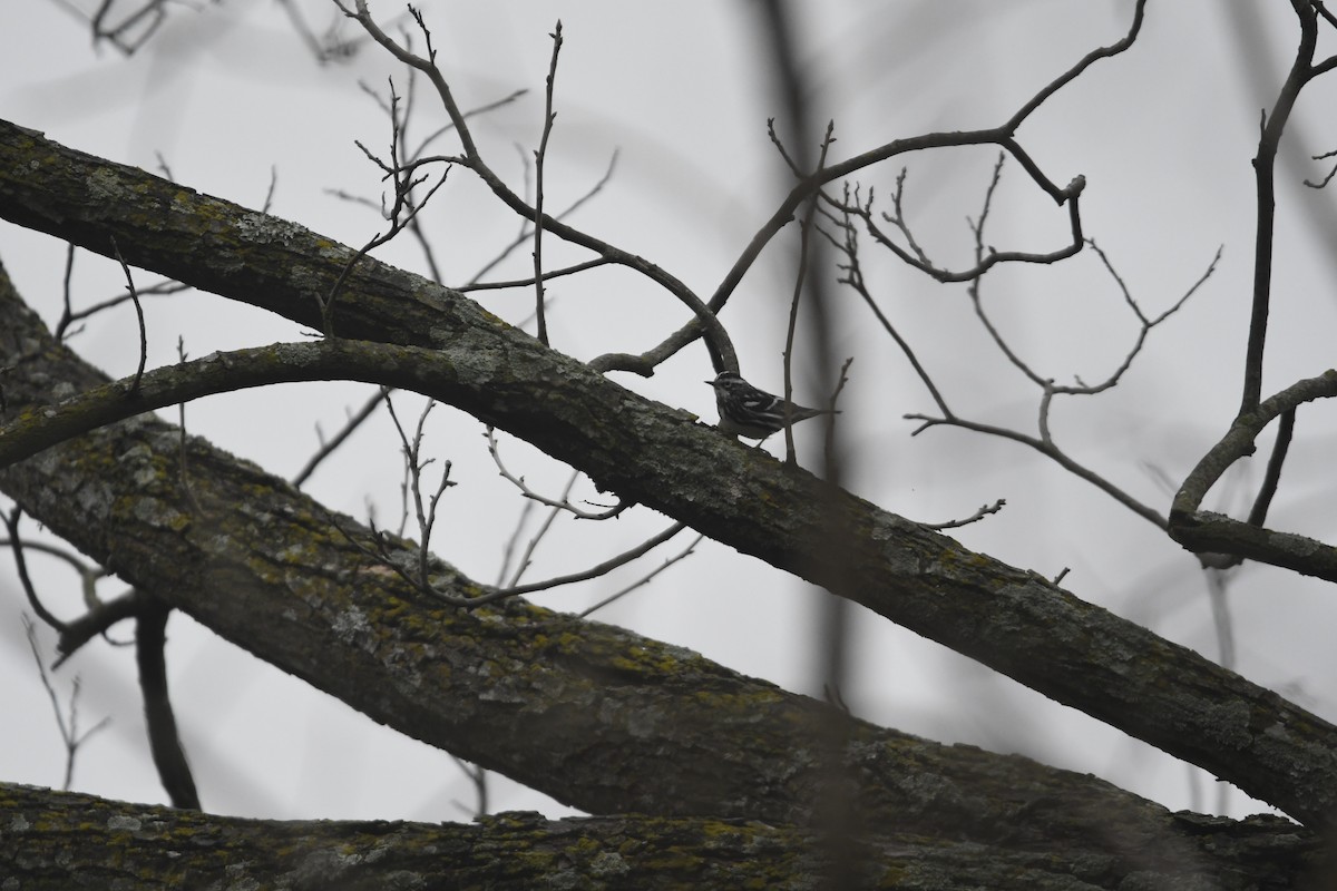 Black-and-white Warbler - ML631802929