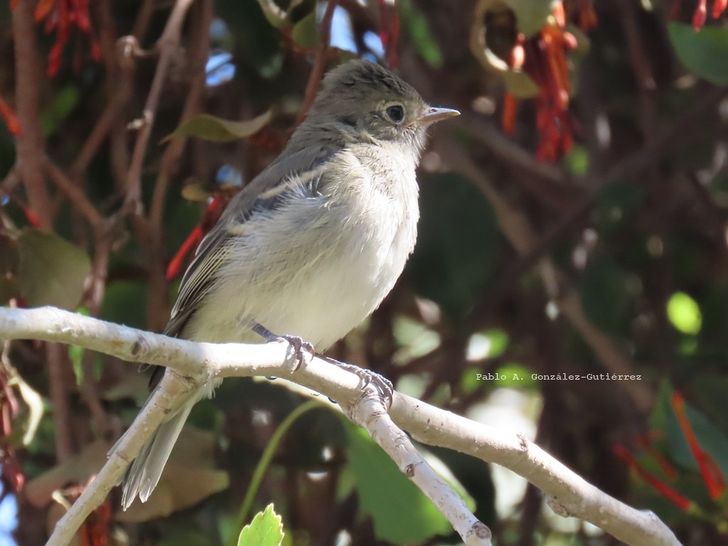 White-crested Elaenia - ML631803039