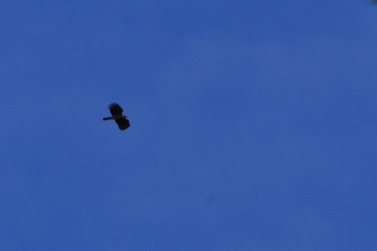 Hook-billed Kite - ML631803052