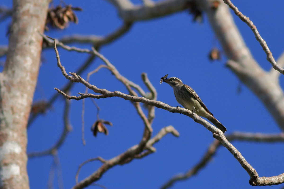 Variegated Flycatcher - ML631803076