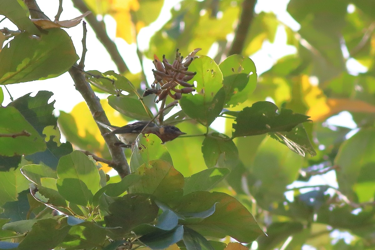 Bay-breasted Warbler - ML631803087