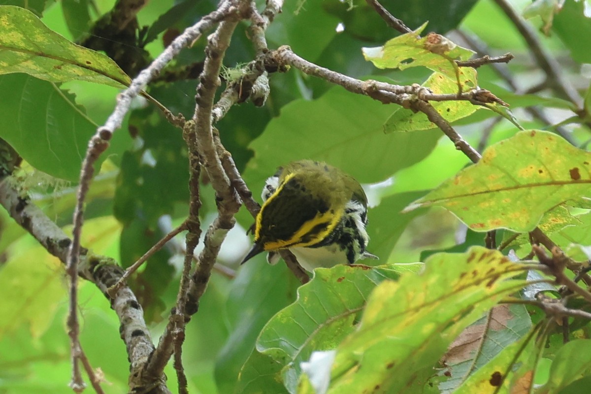 Townsend's x Black-throated Green Warbler (hybrid) - ML631803166