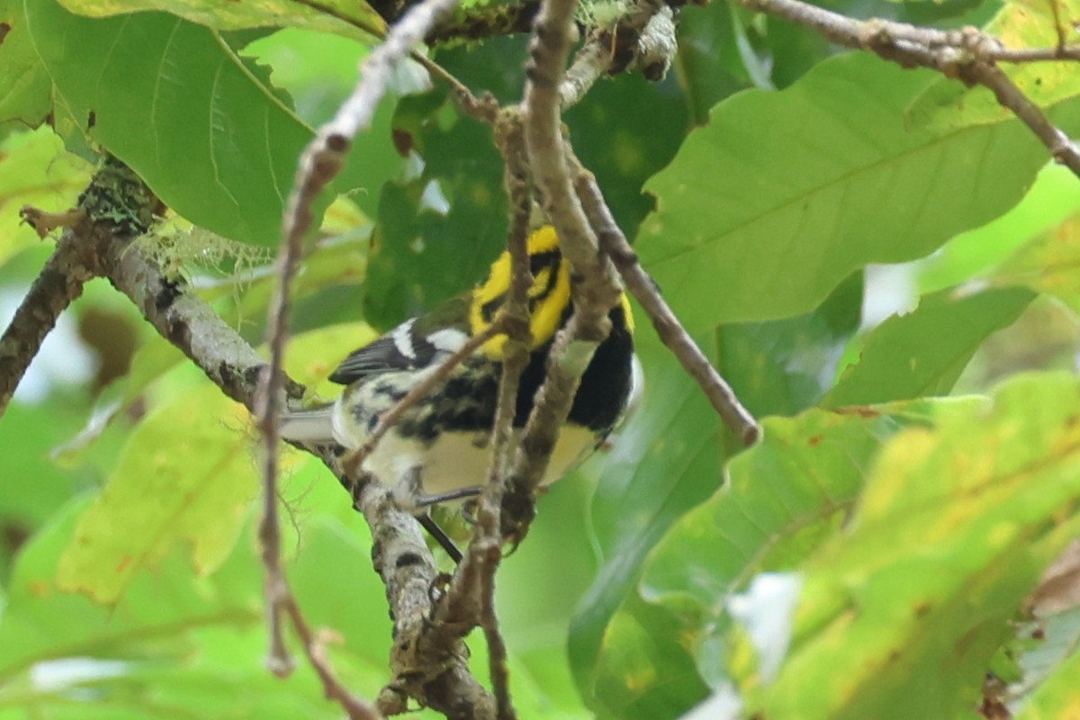 Townsend's x Black-throated Green Warbler (hybrid) - ML631803168