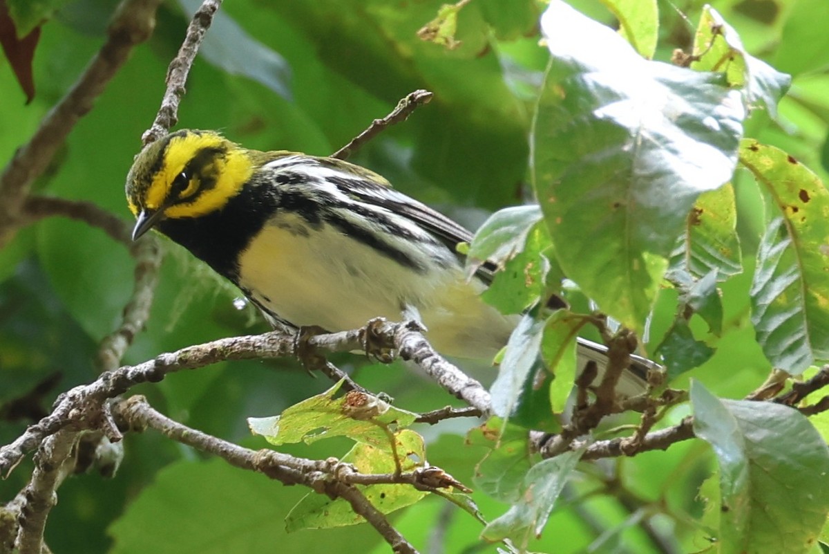 Townsend's x Black-throated Green Warbler (hybrid) - ML631803169