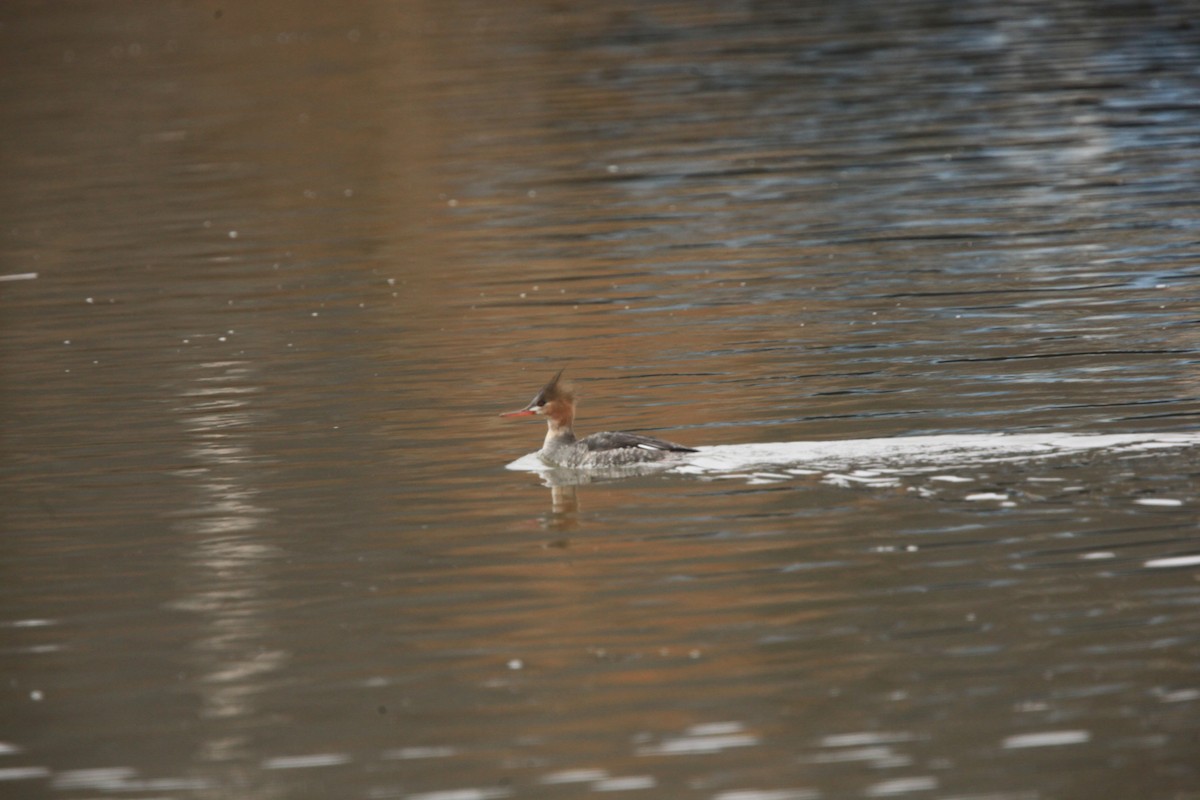 Сэвгэр бохио - ML631803207