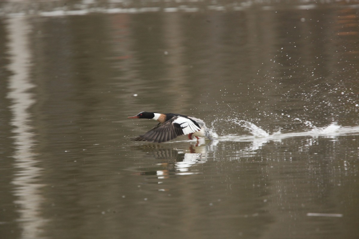 Сэвгэр бохио - ML631803208