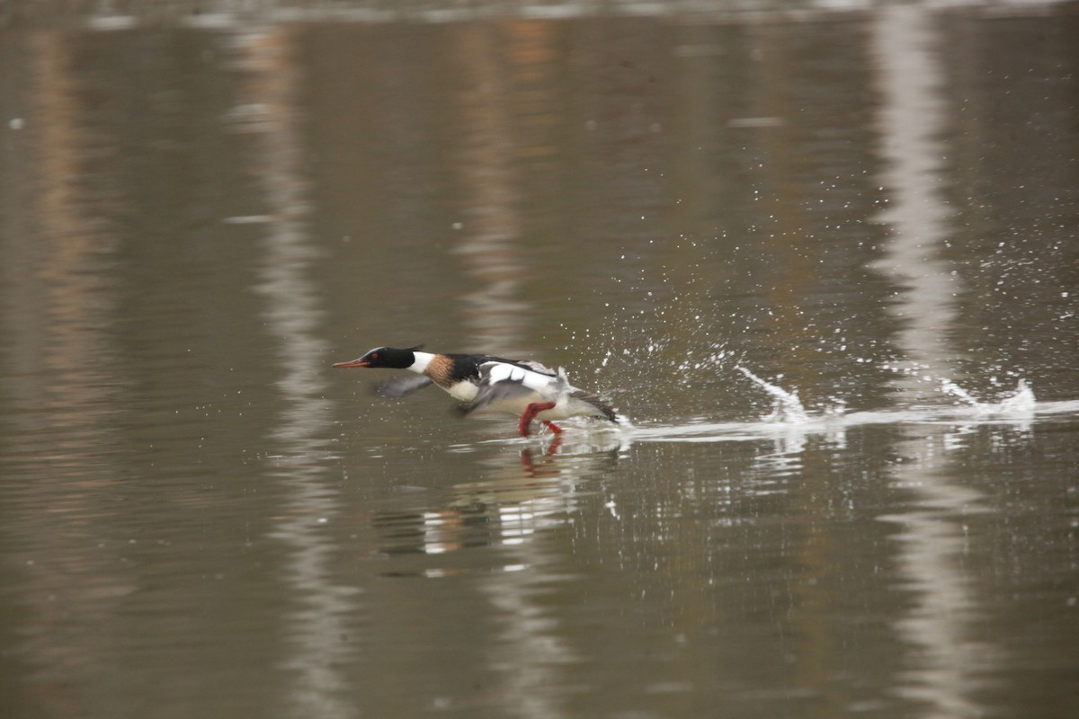Сэвгэр бохио - ML631803209