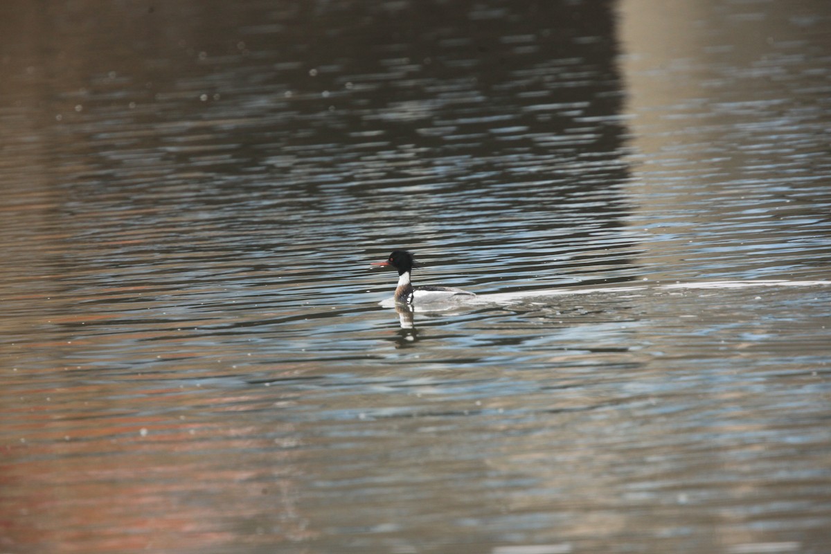 Сэвгэр бохио - ML631803210