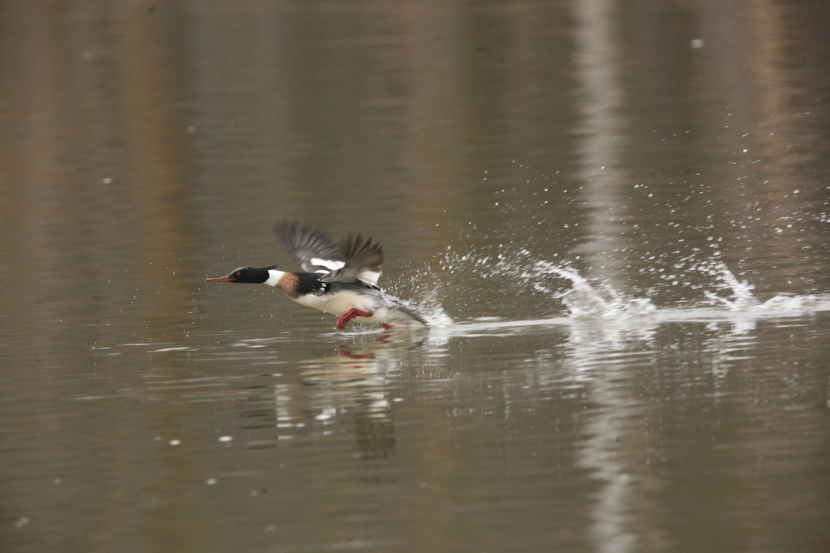 Сэвгэр бохио - ML631803211