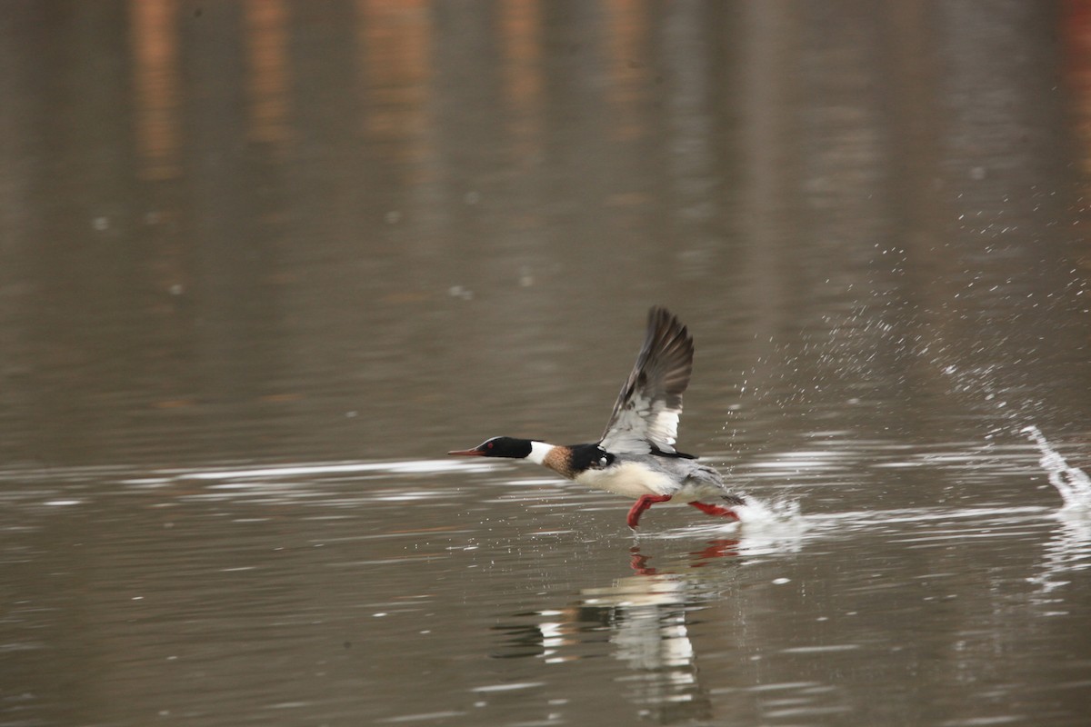 Сэвгэр бохио - ML631803212