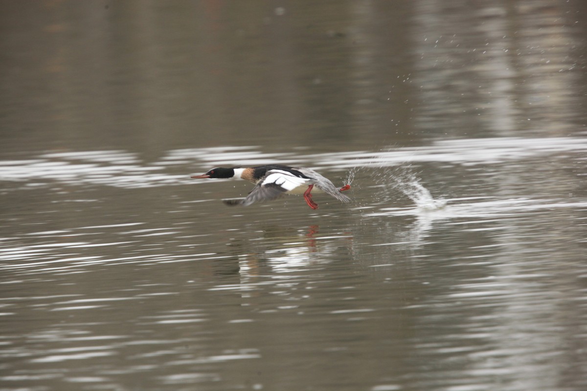 Сэвгэр бохио - ML631803213
