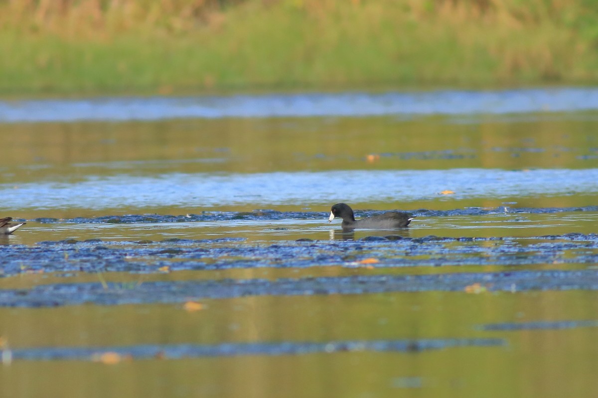 American Coot - ML631803341