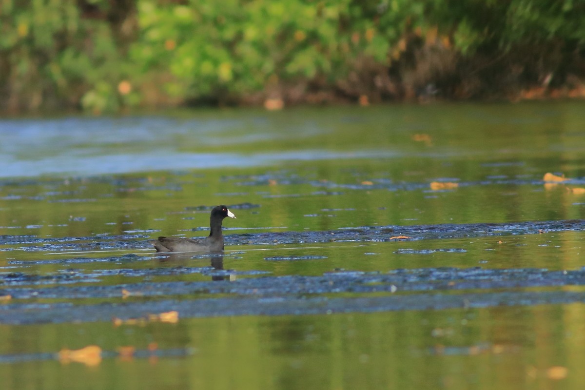 American Coot - ML631803342
