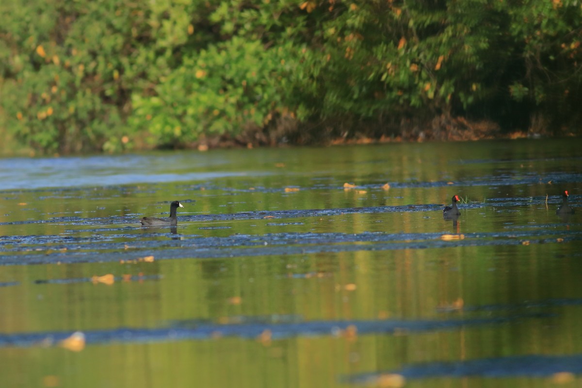 American Coot - ML631803343