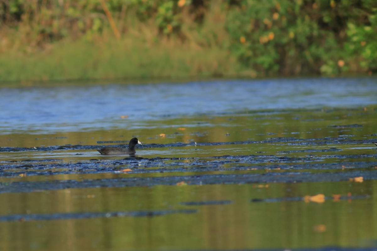 American Coot - ML631803344