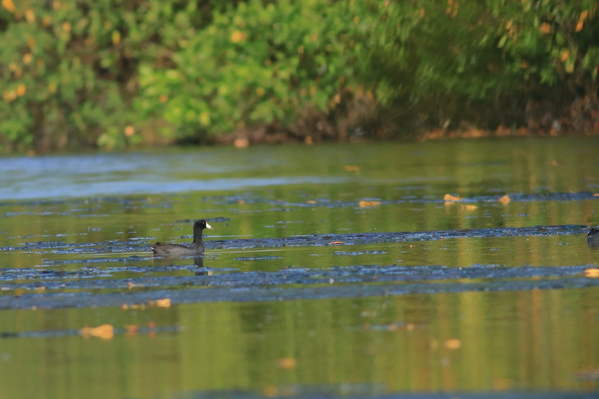 American Coot - ML631803345