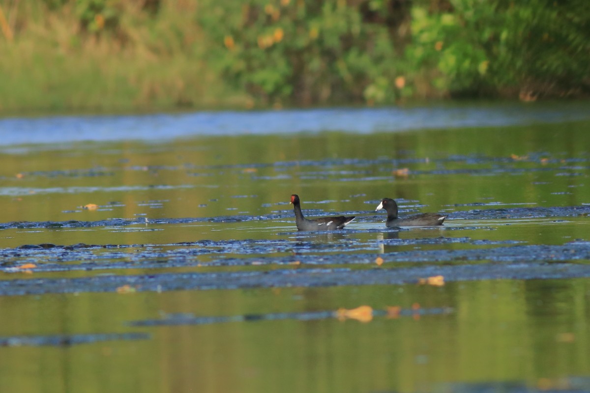 American Coot - ML631803346