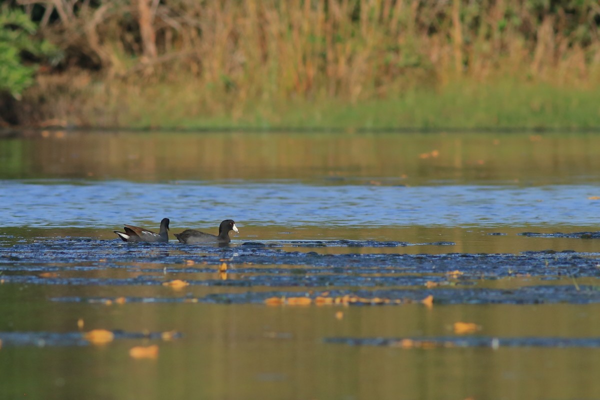 American Coot - ML631803347