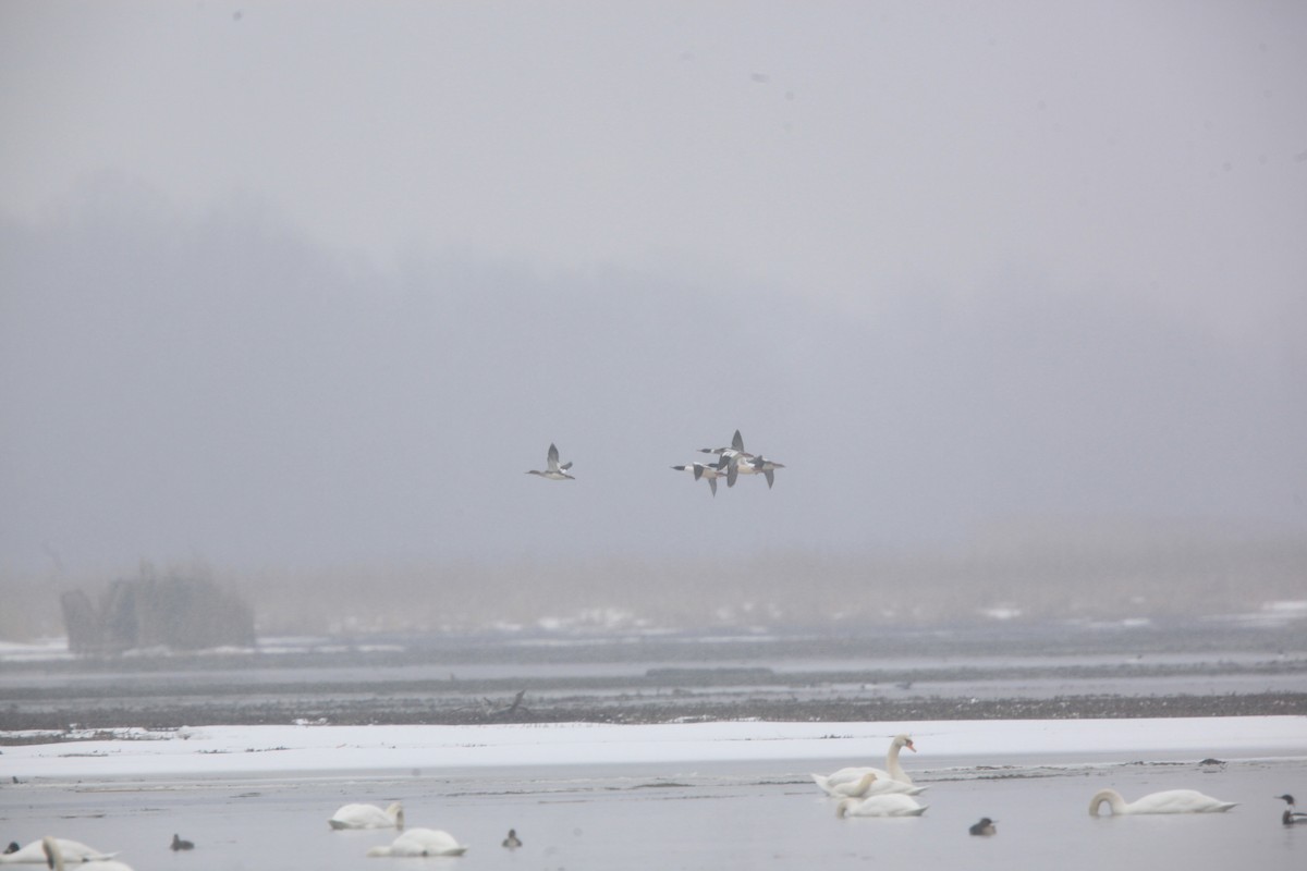 Сэвгэр бохио - ML631803361