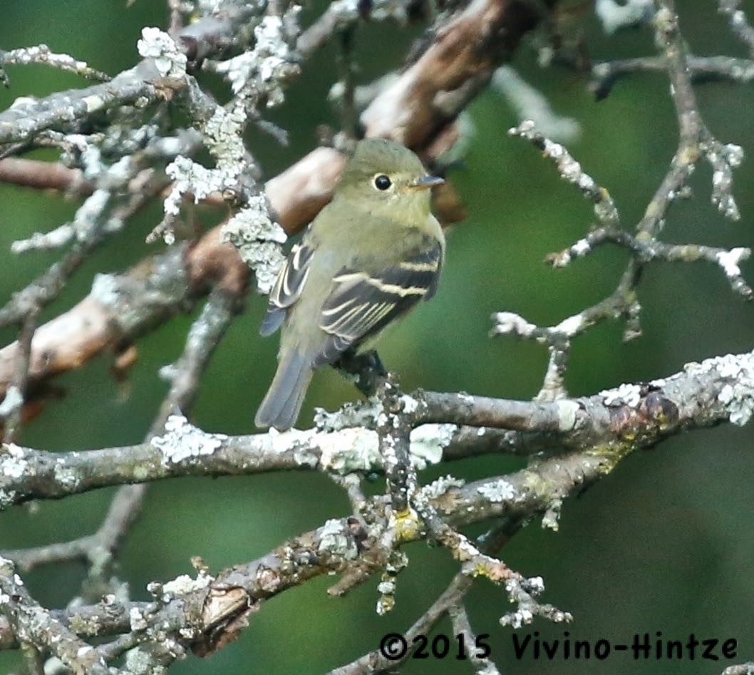 Yellow-bellied Flycatcher - ML631803520