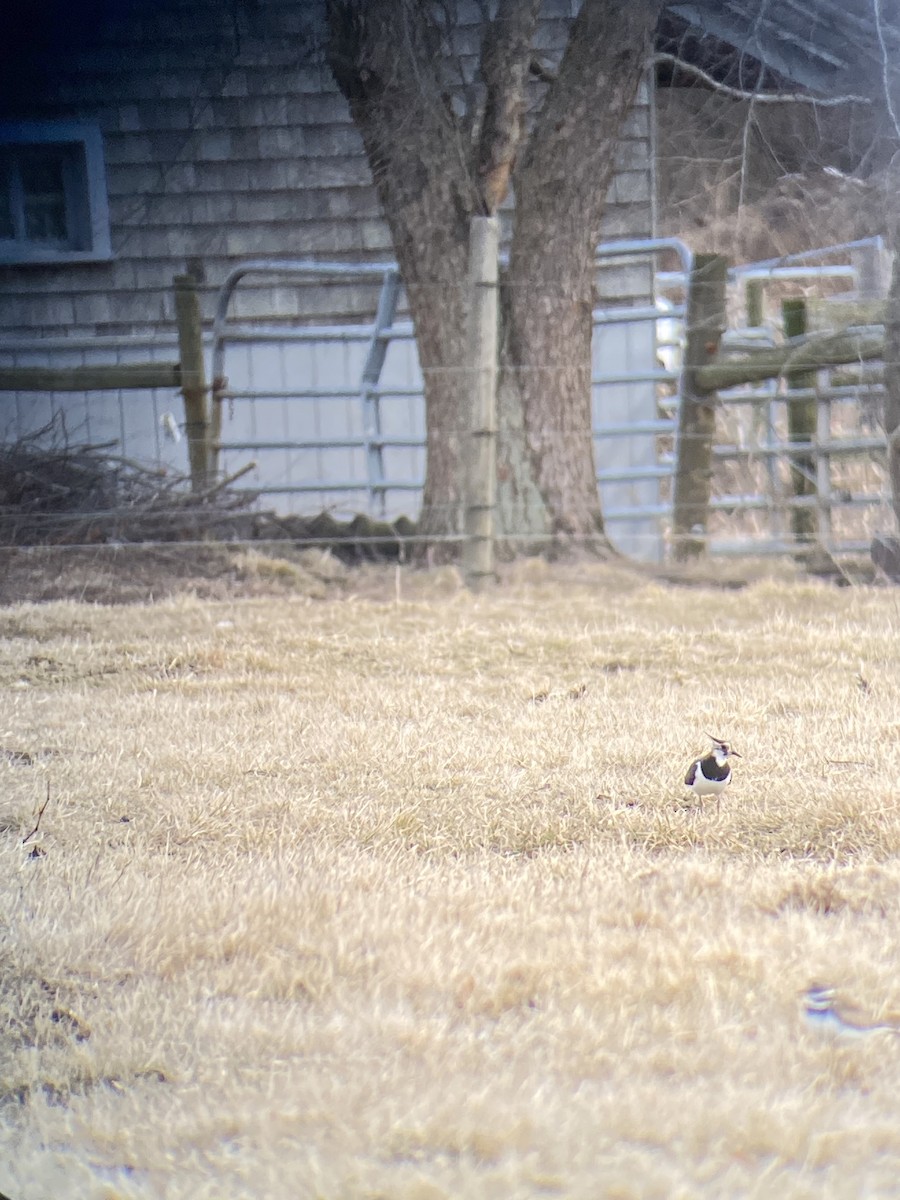 čejka chocholatá - ML631803522