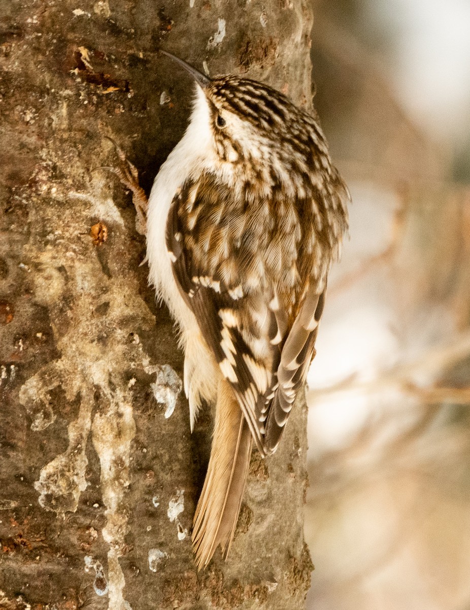 Brown Creeper - ML631803777