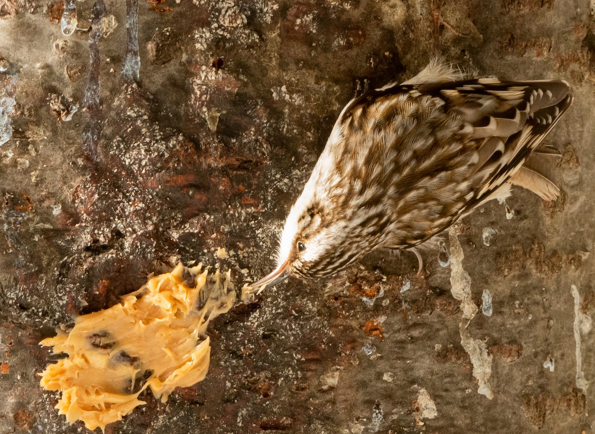 Brown Creeper - ML631803778