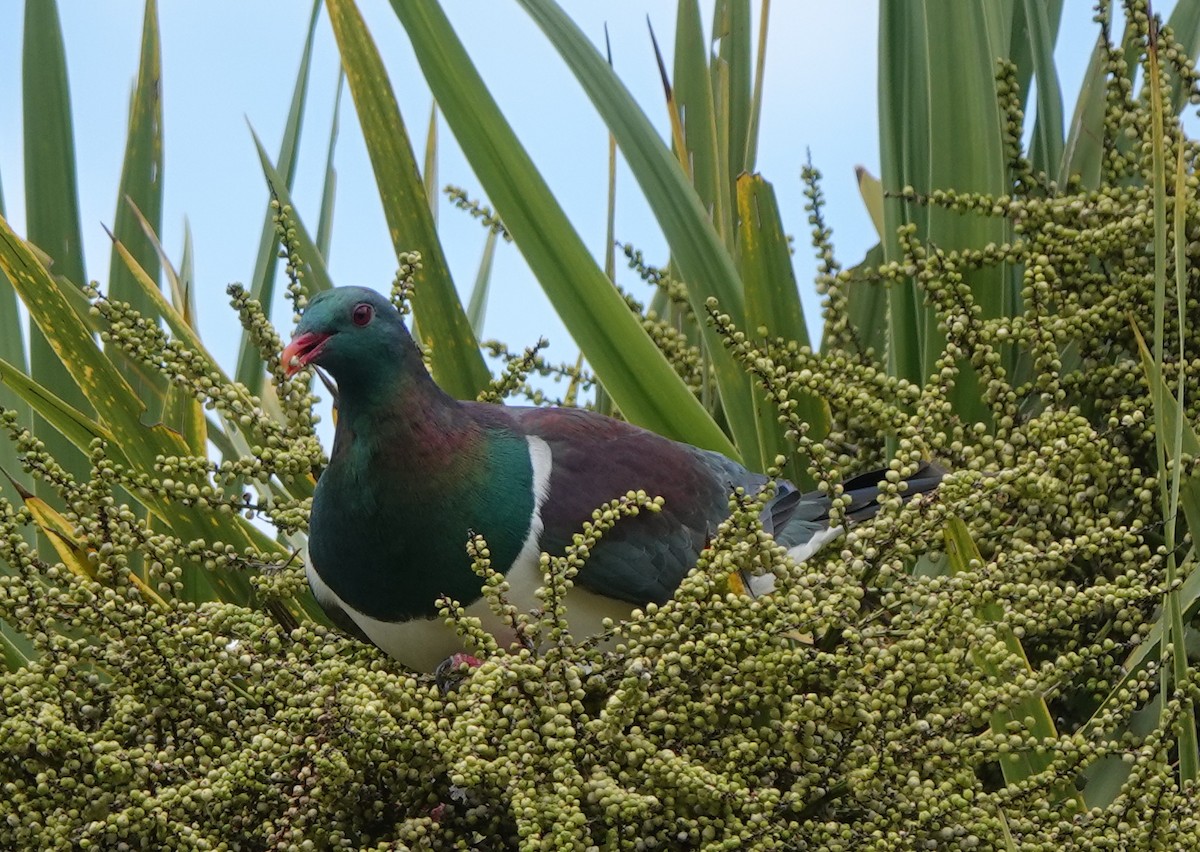 New Zealand Pigeon - ML631803797